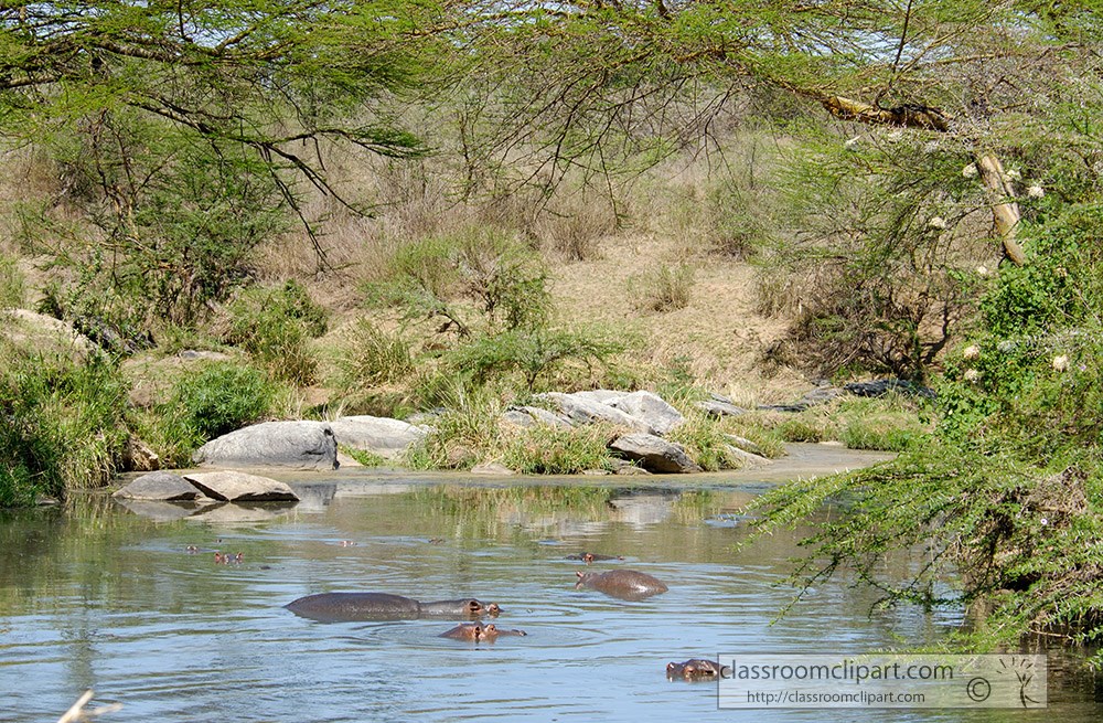 hippopotamus-swimming-in-watering-hole-lake-kenya-africa.jpg
