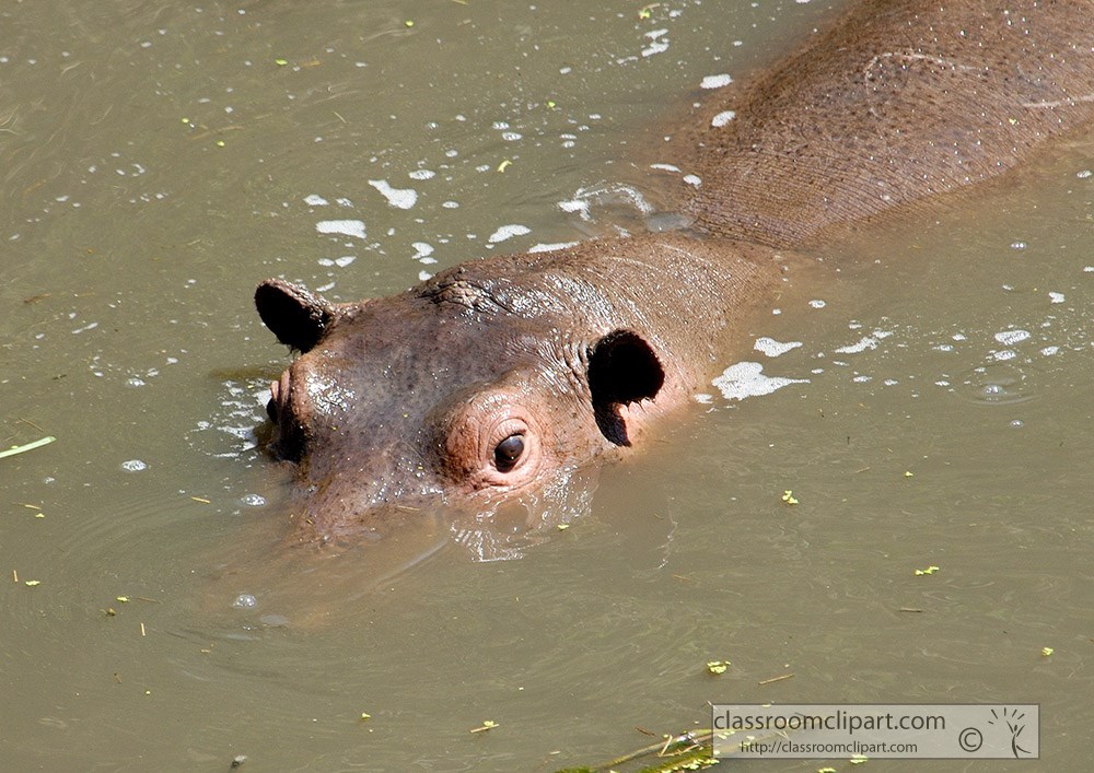 hippopotamus-swimming-kenya-africa-picture-048.jpg