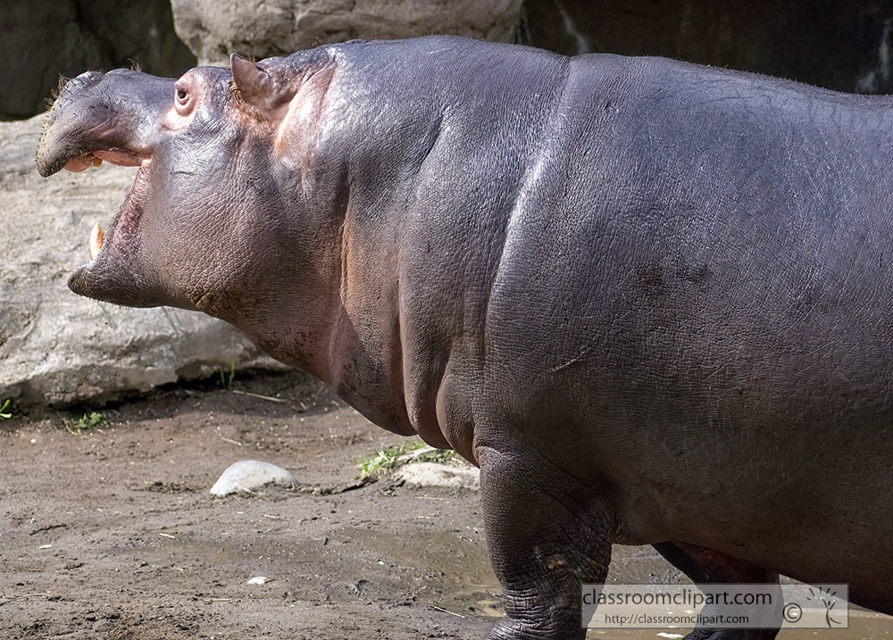 hippopotamus-with-open-mouth.jpg