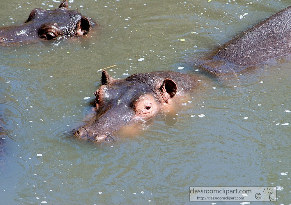 maother-baby-swimming-hippopotamus-kenya-africa-picture-045.jpg