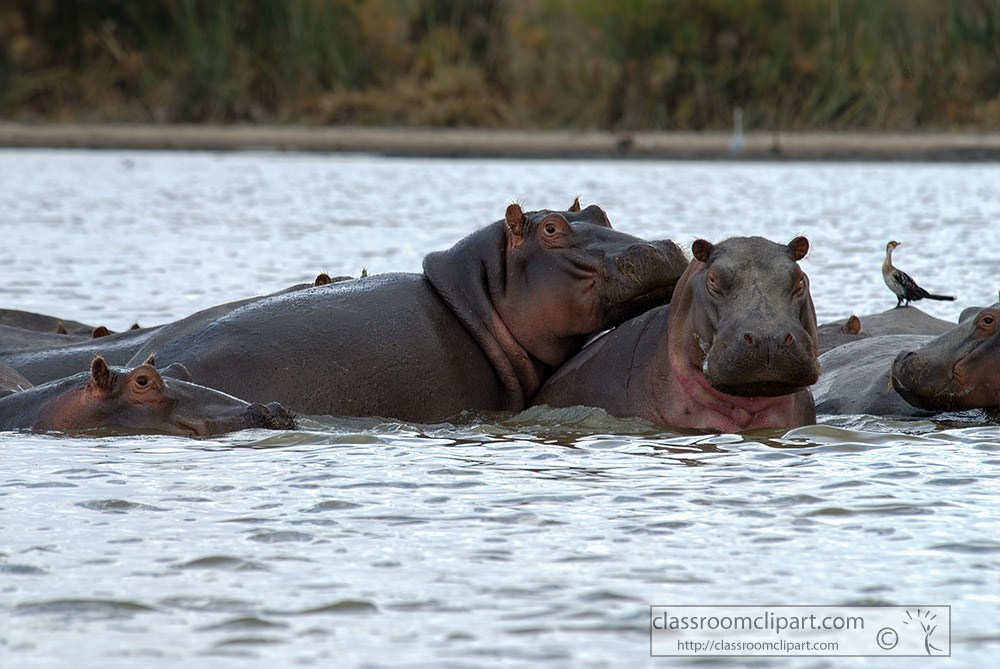 pod-of-hippopotamus-lake-naivasha-africa-129.jpg
