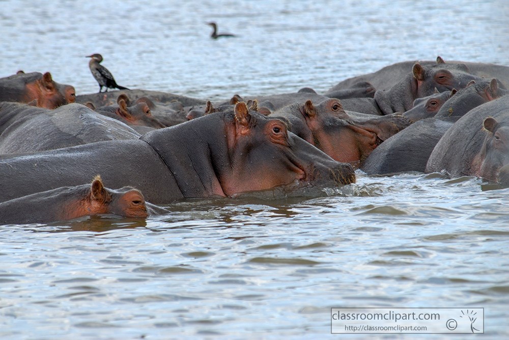 pod-of-hippopotamus-lake-naivasha-africa-133.jpg