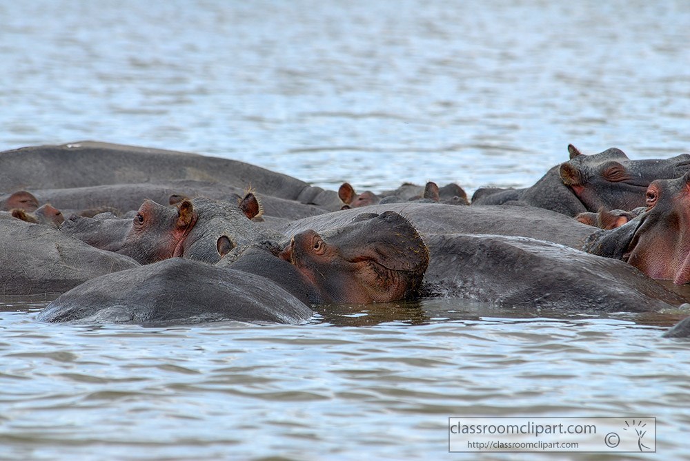 pod-of-hippopotamus-lake-naivasha-africa-134.jpg