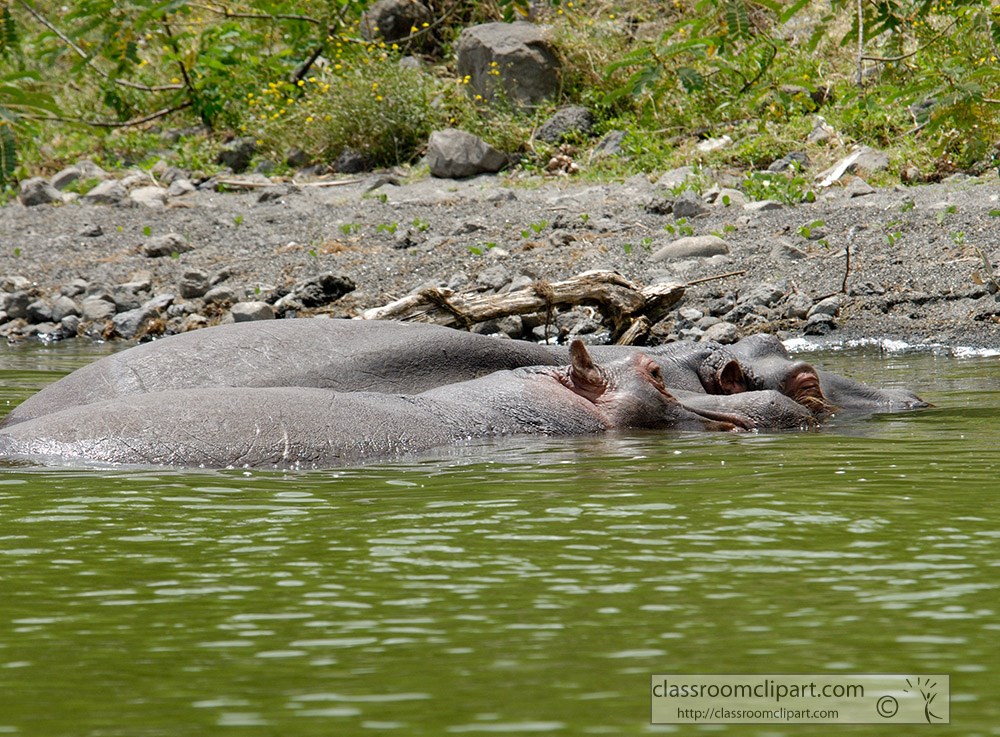 pod-of-hippopotamus-near-shore-lake-naivasha-africa.jpg