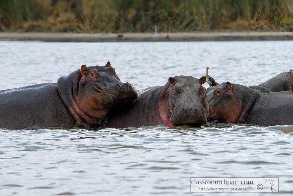 pod-of-hippopotamus-showing-faces-lake-naivasha-africa-130.jpg