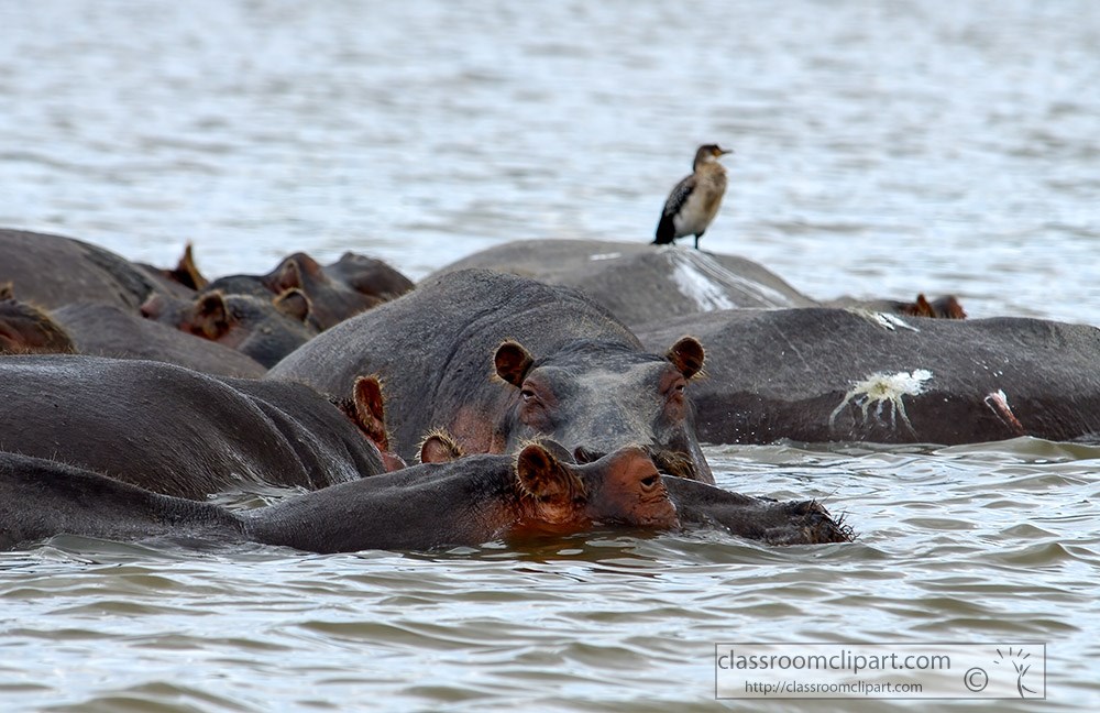 pods-of-hippos-in-kenyan-lake-2.jpg