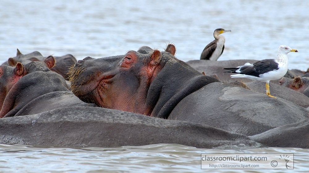 pods-of-hippos-in-kenyan-lake-6.jpg