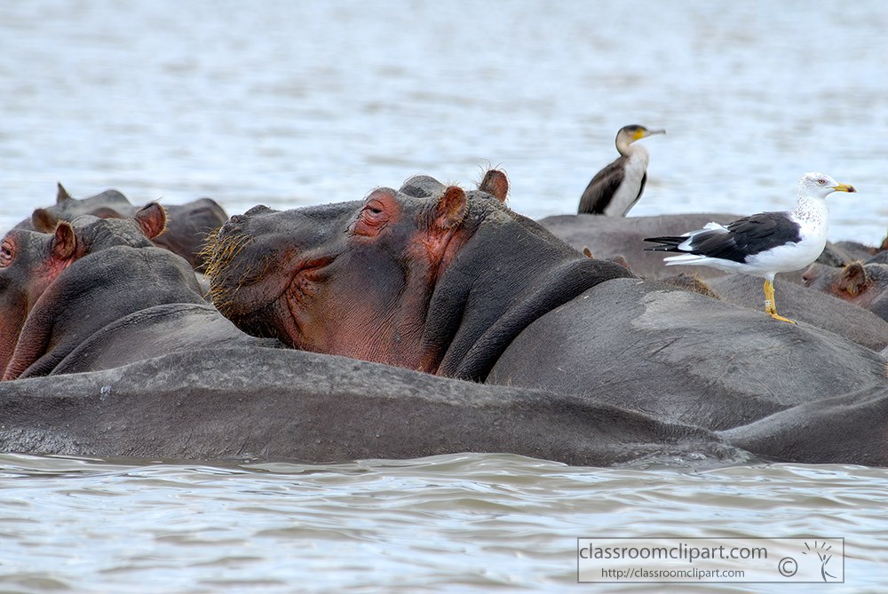 pods-of-hippos-with-birds-resting-on-back.jpg