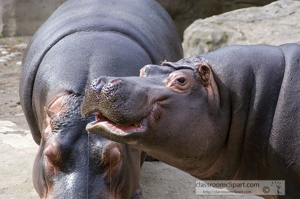 two-hippopotamus-at-zoo.jpg