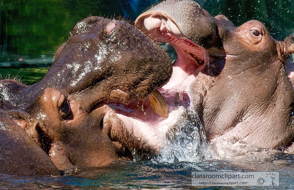 two-hippopotamus-fighting-each-other.jpg