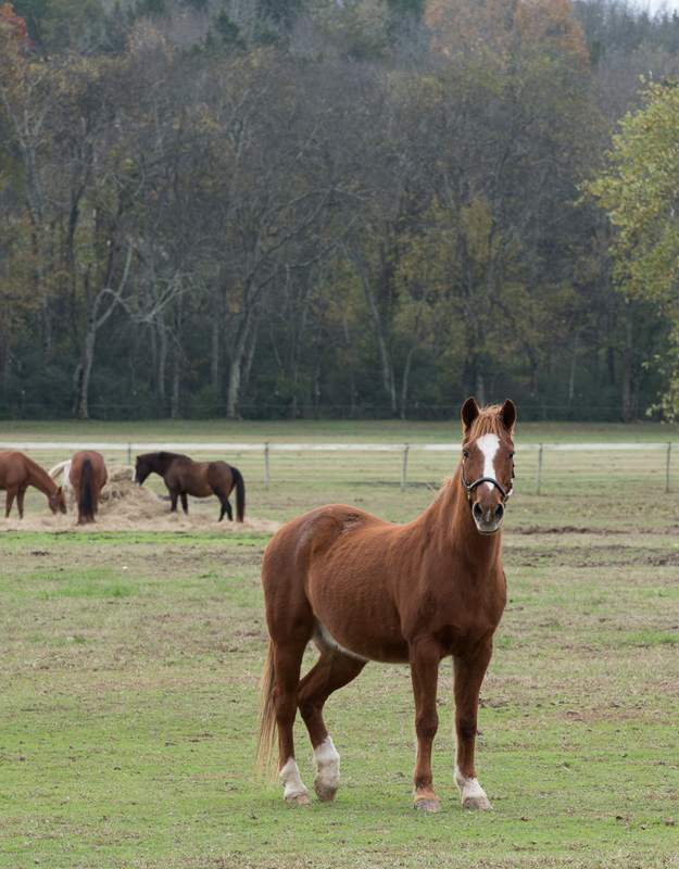 Horses-Eating-in-Background-Photo-Image_8139.jpg