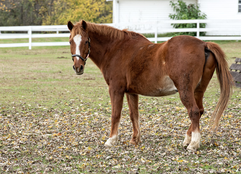 Standing-Horse-on-a-Ranch_8202A.jpg