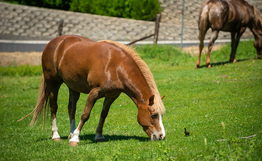 horses-grazing-on-a-pasture.jpg