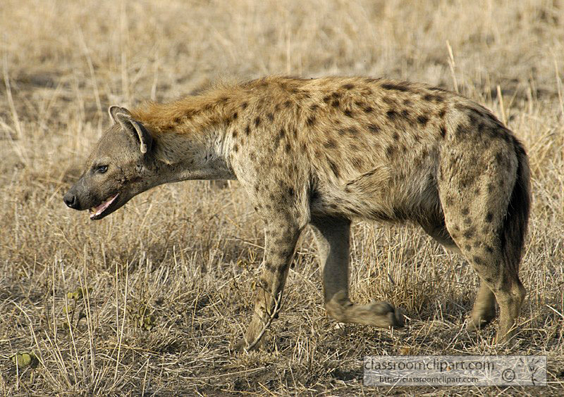 spotted-hyena-masi-mara-kenya-28.jpg