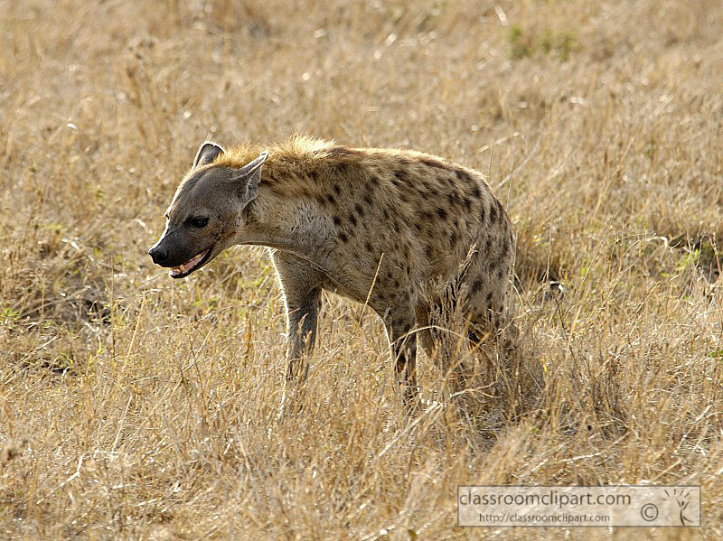 spotted-hyena-masi-mara-kenya-30.jpg