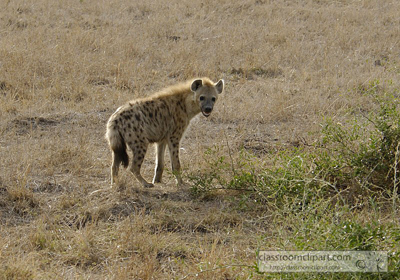 spotted-hyena-masi-mara-kenya-35.jpg