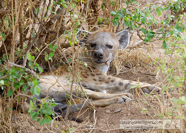 spotted-hyena-resting-in-brush-masi-mara-kenya-080.jpg