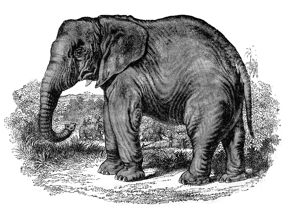 african-elephant-illustration-629.jpg
