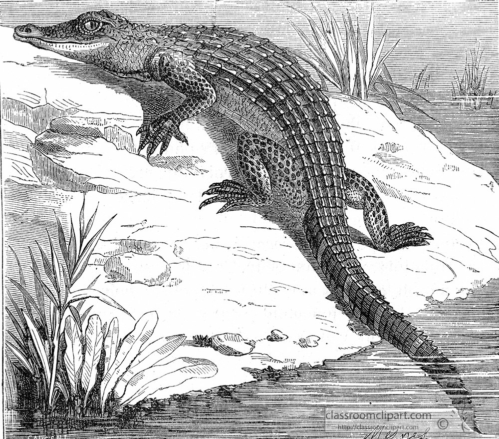 alligator-sitting-on-shoreline-illustration.jpg