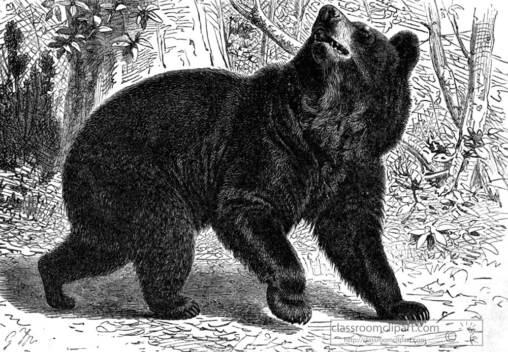 american-black-bear-animal-historical-illustration.jpg