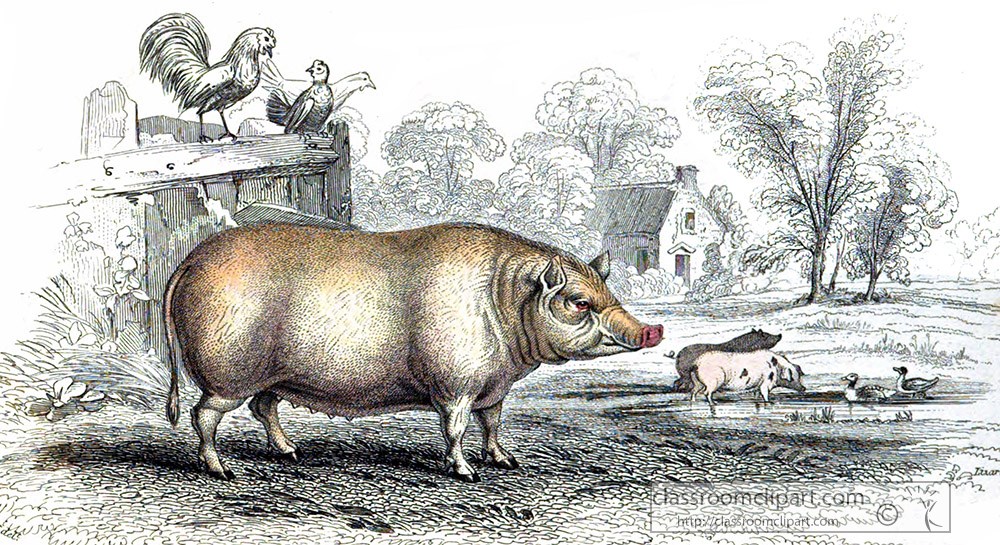 animal-illustration-domestic-pig-42a.jpg