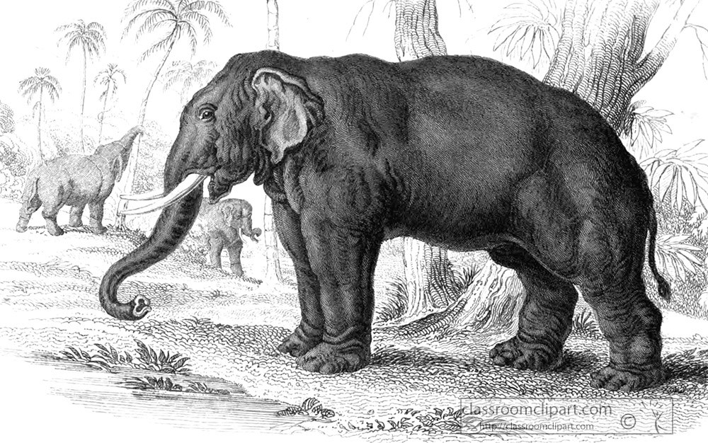 animal-illustration-elephant-of-india-10.jpg