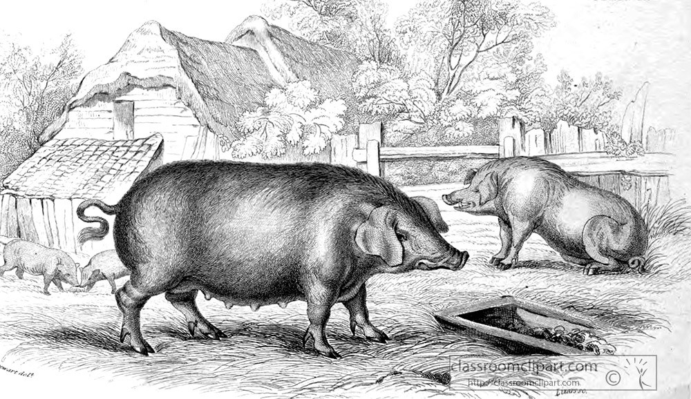 animal-illustration-farm-animals-pig-40a.jpg