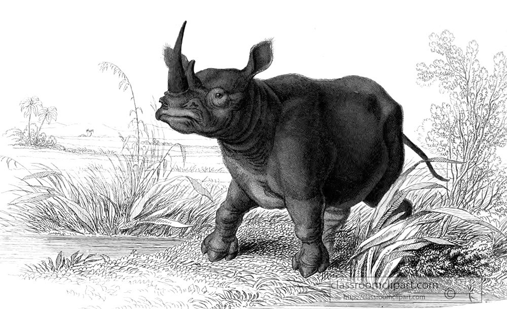 animal-illustration-flatnose-rhinoceros-24a.jpg