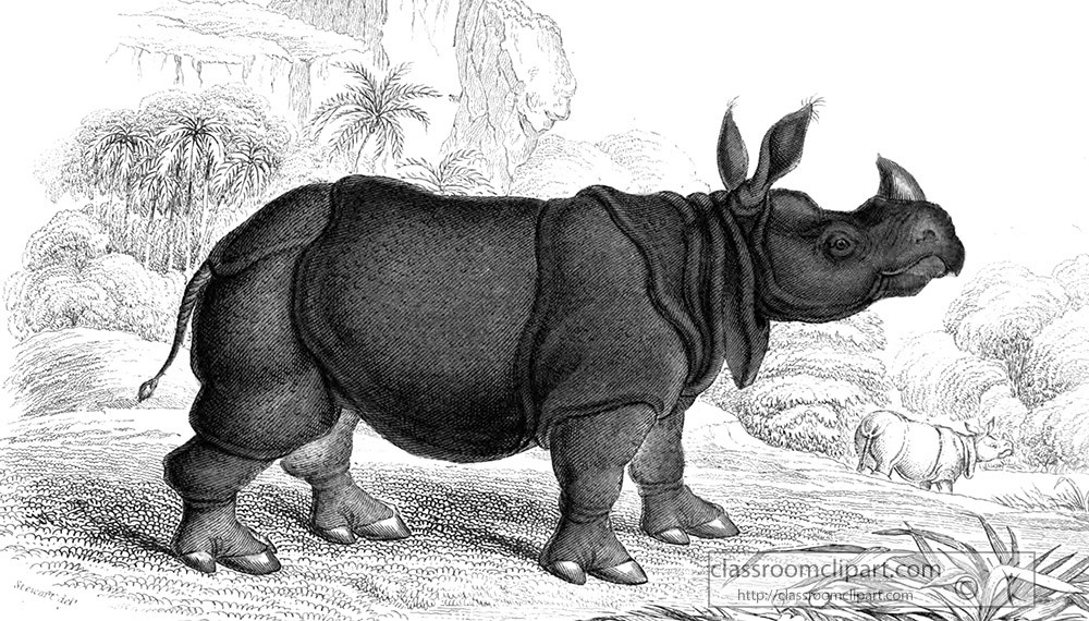 animal-illustration-indian-rhinoceros-17a.jpg