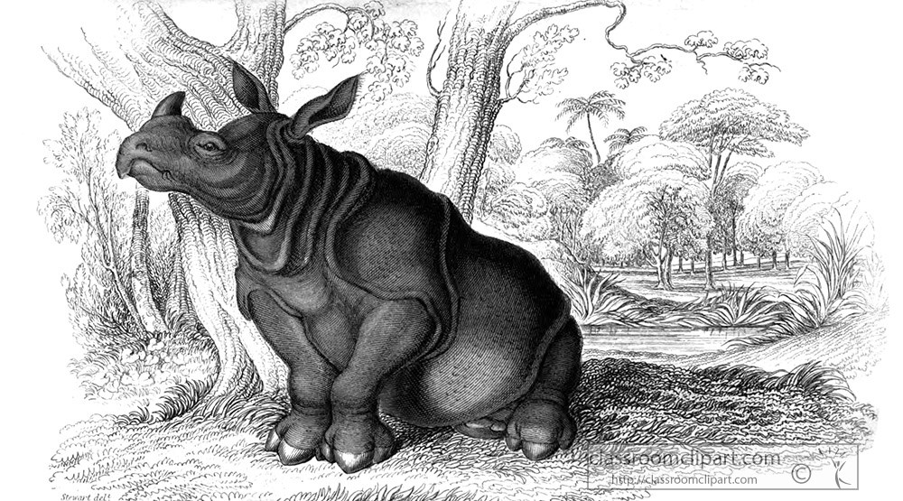 animal-illustration-indian-rhinoceros-51a.jpg