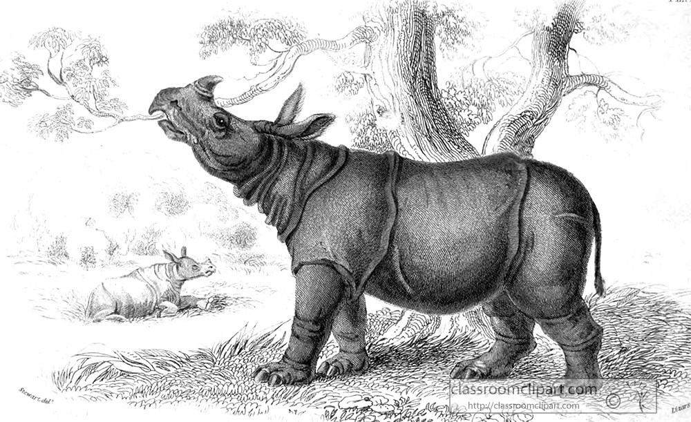 animal-illustration-sumatran-rhinoceros-18a.jpg