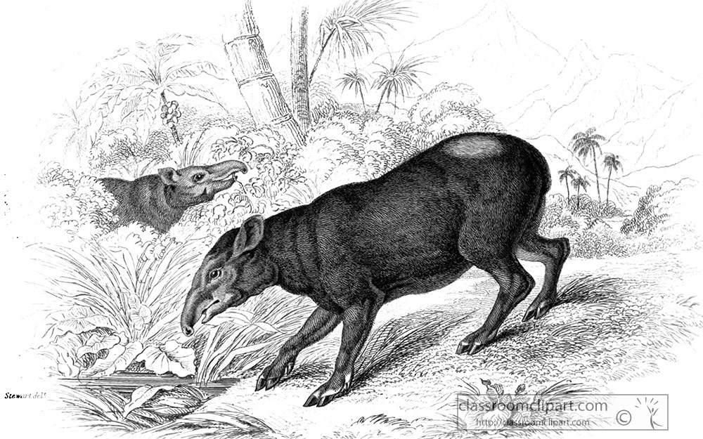 animal-illustration-tapir-54a.jpg