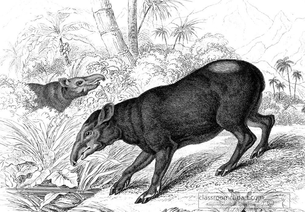animal-illustration-tapir-54b.jpg