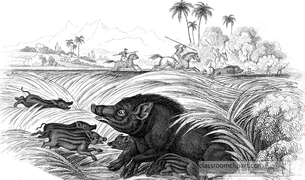 animal-illustration-wild-boars-52a.jpg