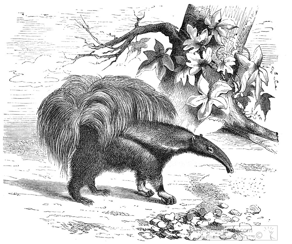 anteater-illustration-319a.jpg