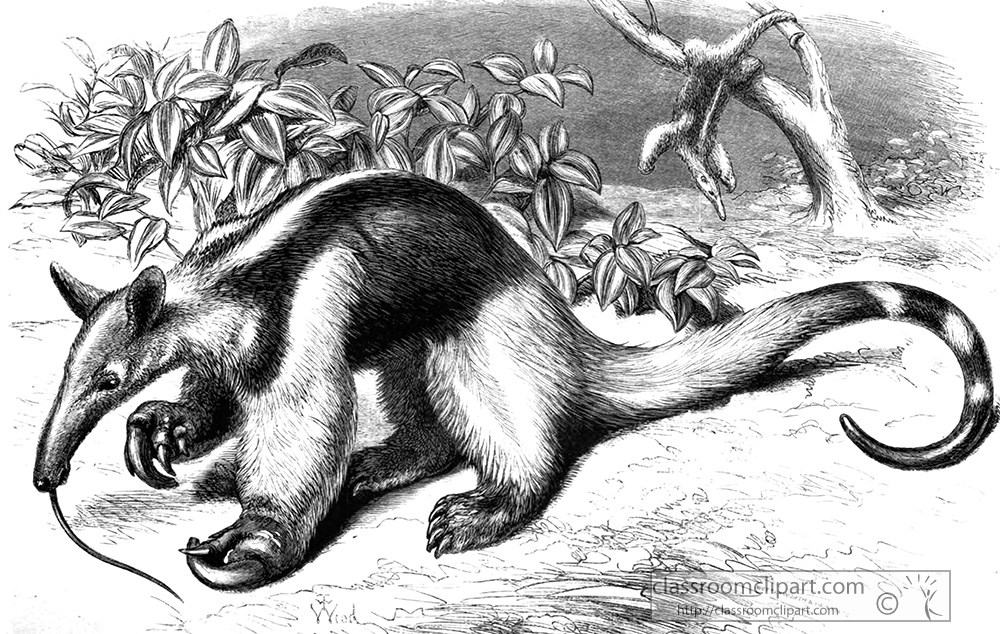 anteater-illustration.jpg