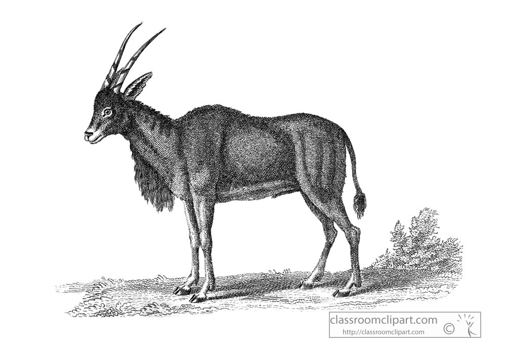 antelope-animal-illustration-25b.jpg