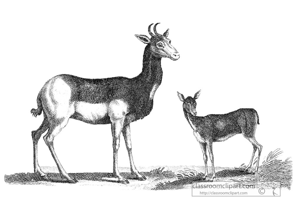 antelope-animal-illustration-25c.jpg