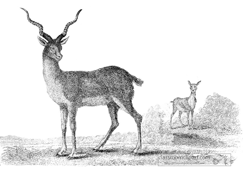 antelope-animal-illustration-26c.jpg