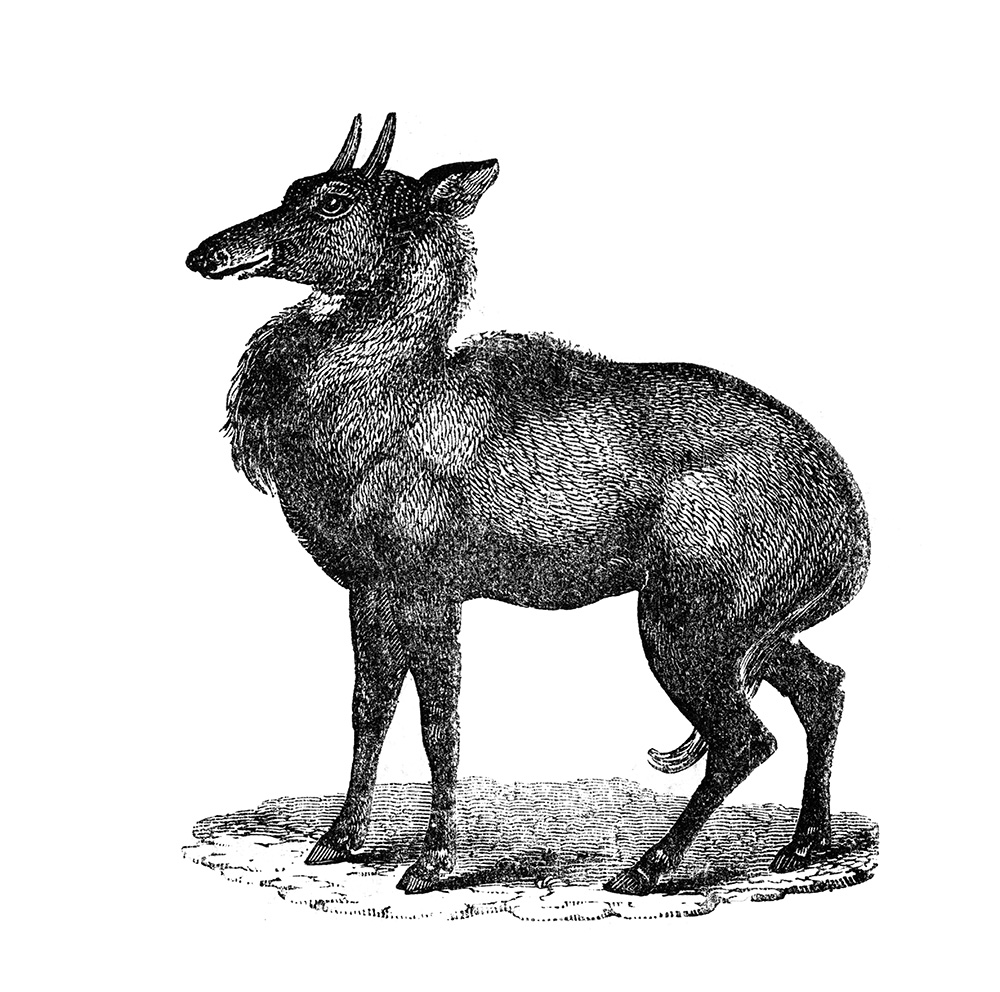 antelope-illustration-534.jpg
