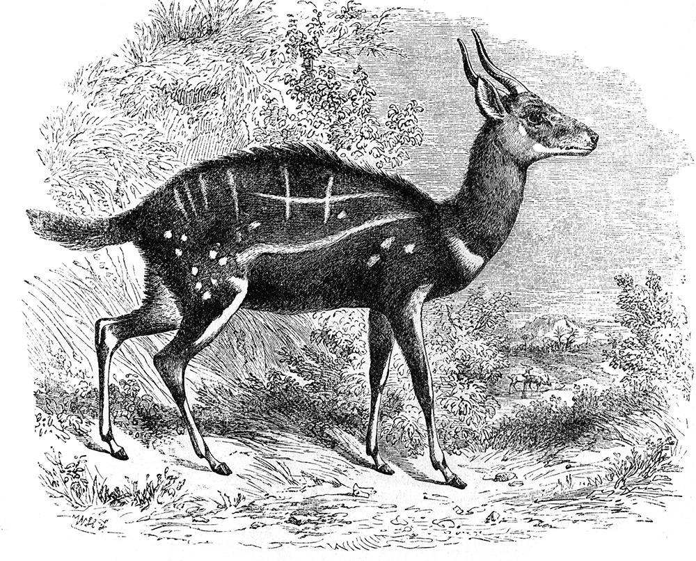 antelope-illustration-535.jpg