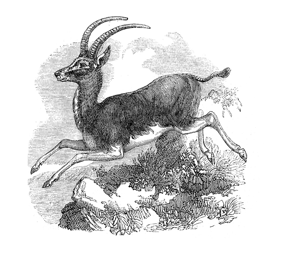antelope-illustration-538.jpg