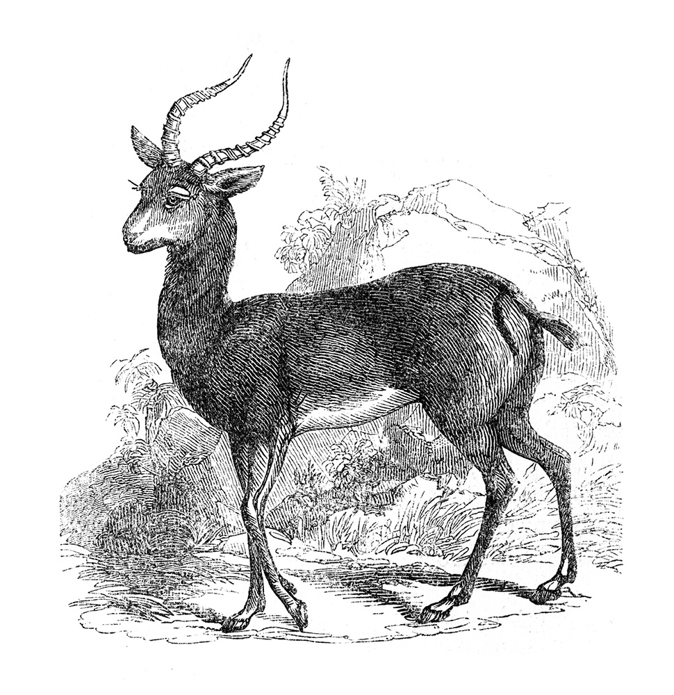 antelope-illustration-541.jpg
