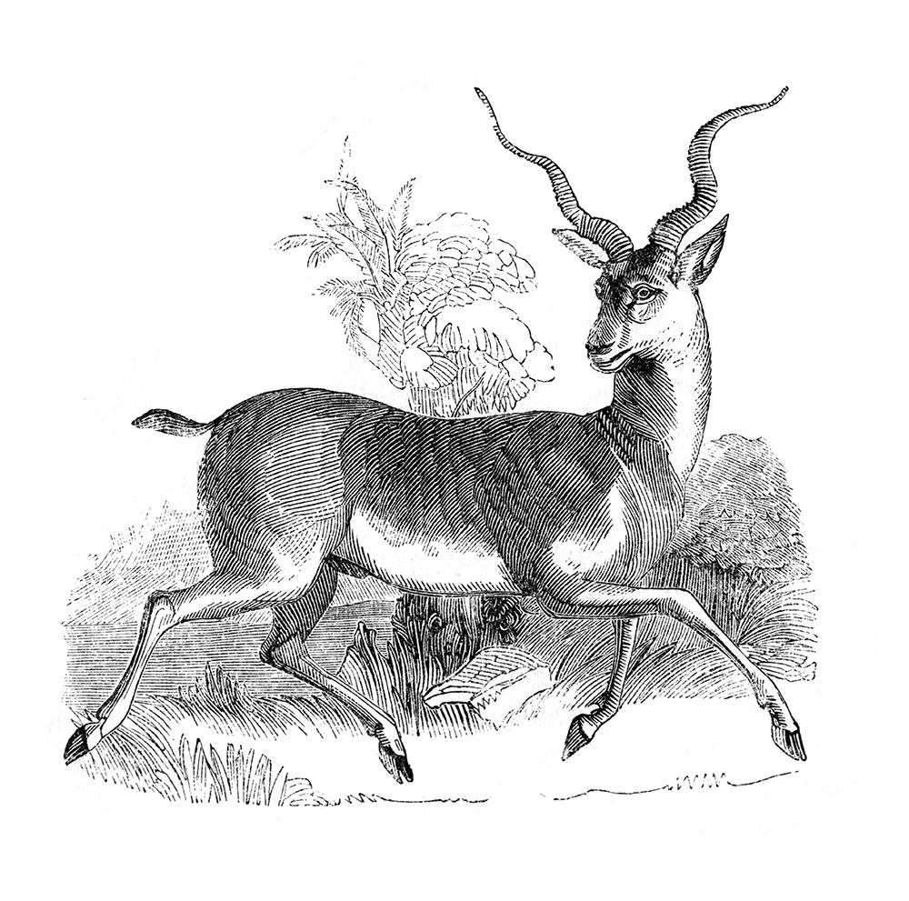 antelope-illustration-542.jpg