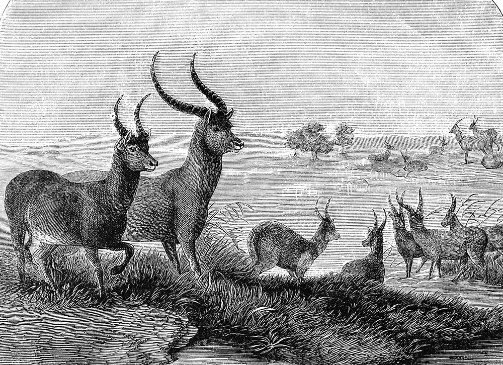 antelope-illustration-549.jpg