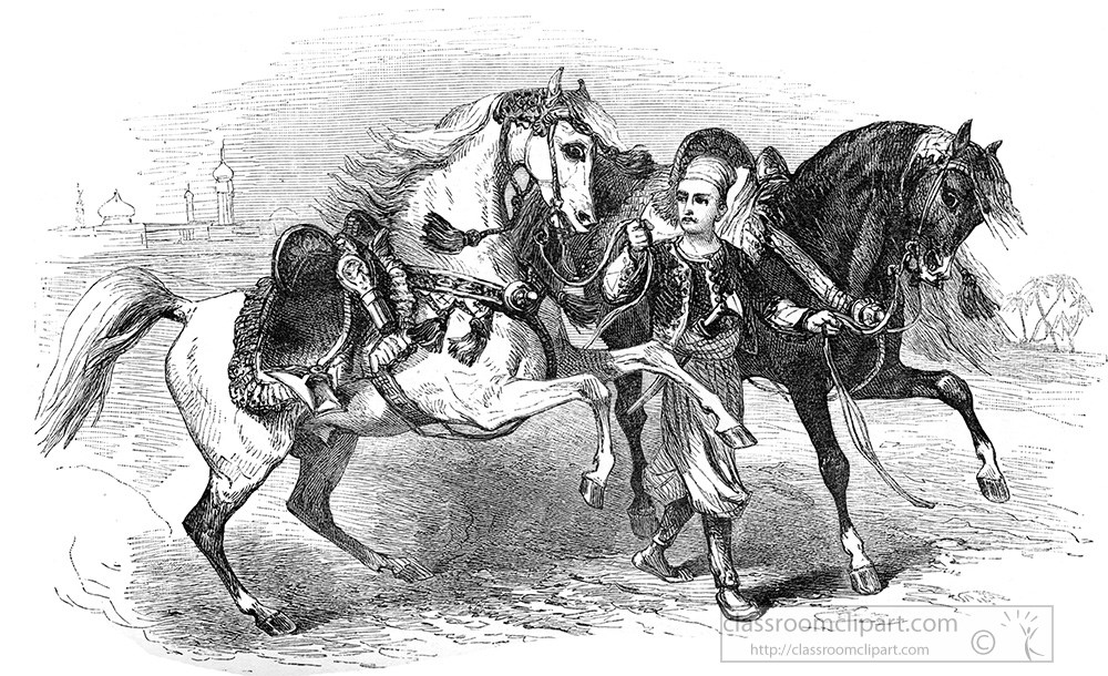 arab-horse-illustration-194a.jpg