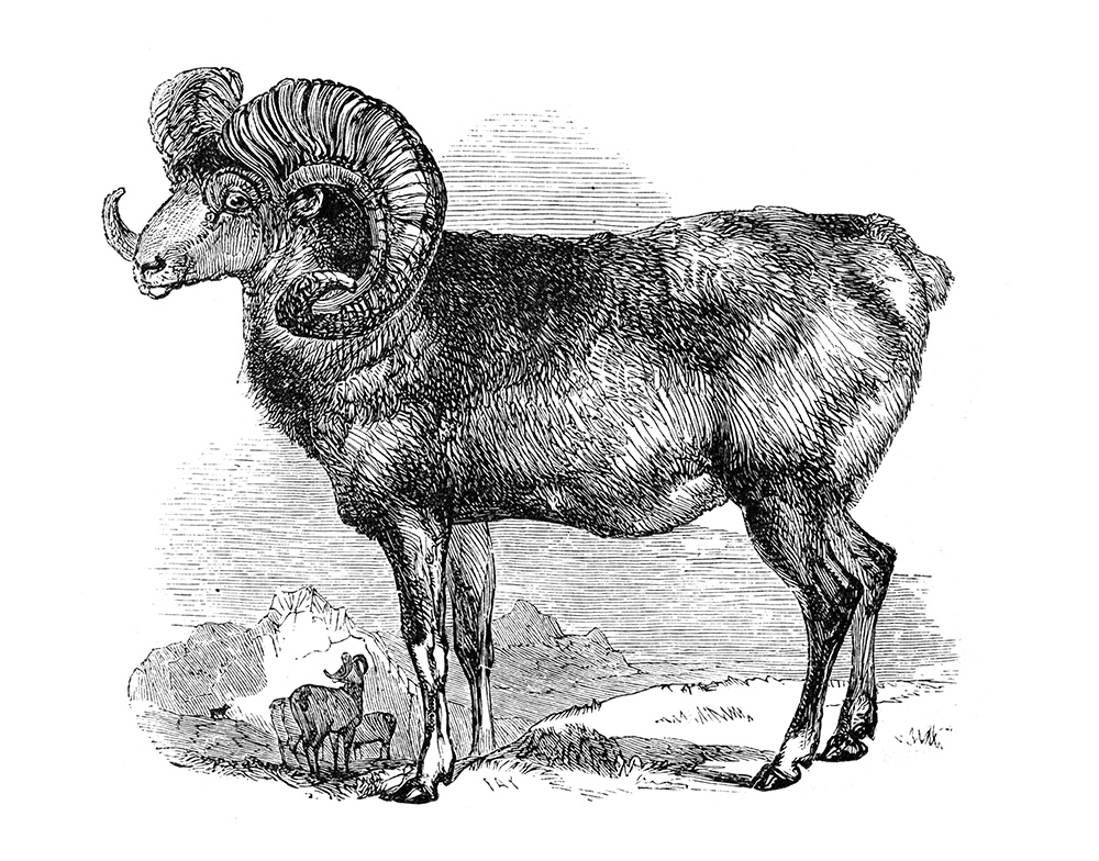 argali-or-mountain-sheep-illustration-517-1a.jpg