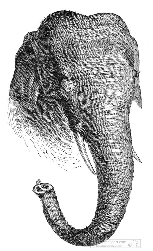 asiatic-elephant-illustration-123a.jpg