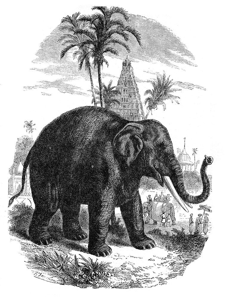 asiatic-elephant-illustration-623.jpg