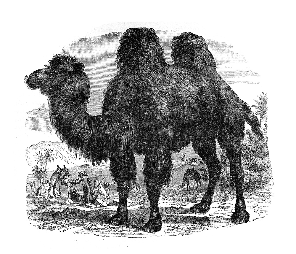 bactrain-camel-illustration-572.jpg